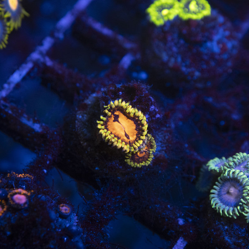 Reverse Hallucination zoa