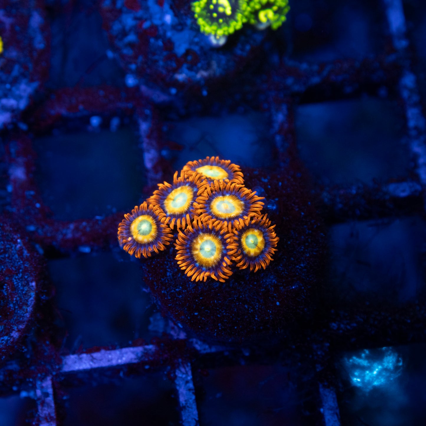 Shatterfield Zoa