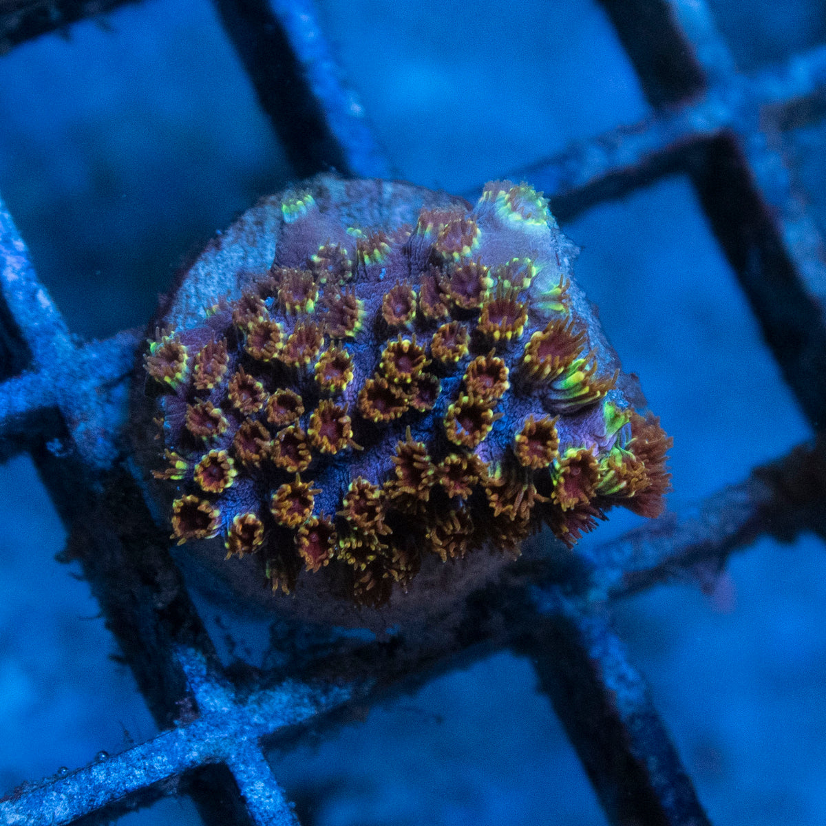 Skittles Bomb Cyphastrea coral frag from AquaGem Corals