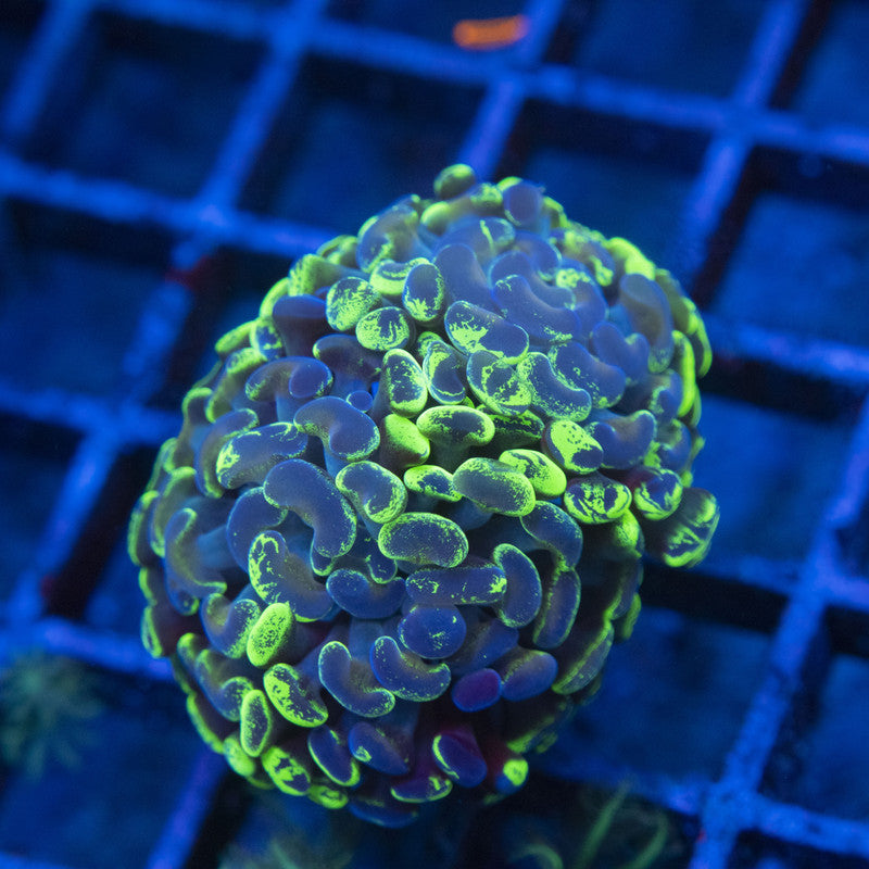 Splattered Hammer WYSIWYG live coral for sale at AquaGemCorals