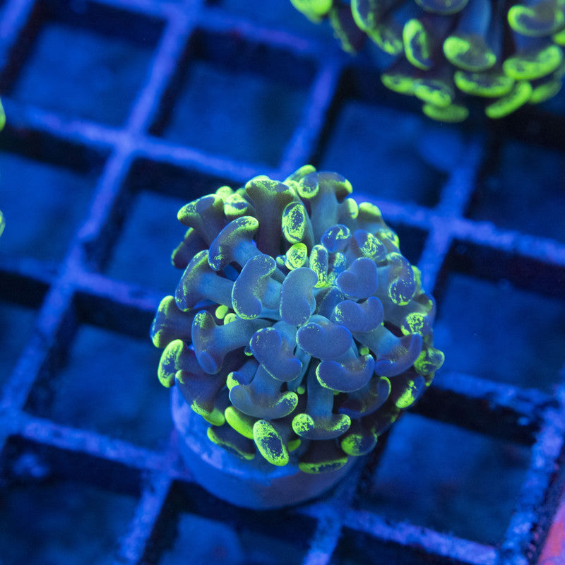 Splattered Hammer WYSIWYG live coral for sale at AquaGemCorals