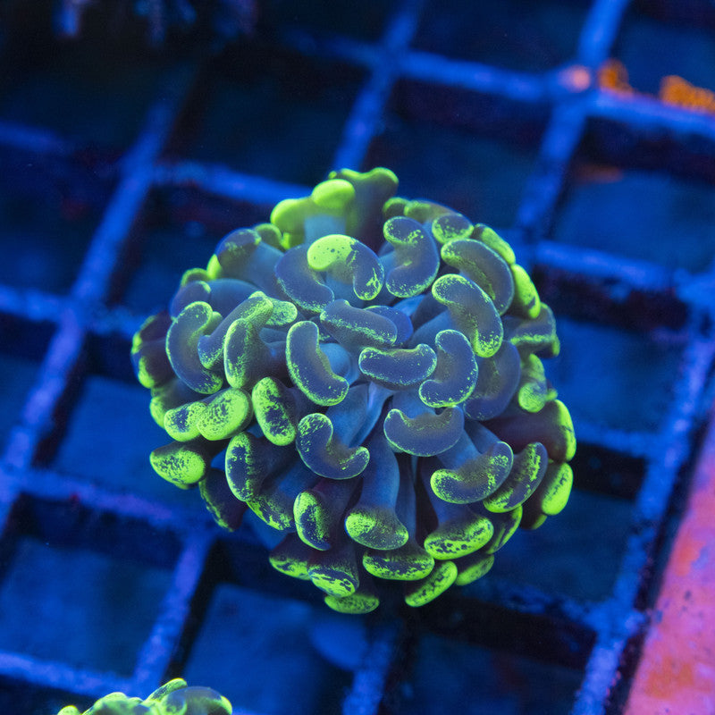 Splattered Hammer WYSIWYG live coral for sale at AquaGemCorals