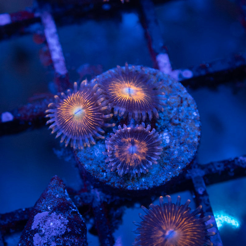 Sundial Zoas - AquaGemCorals