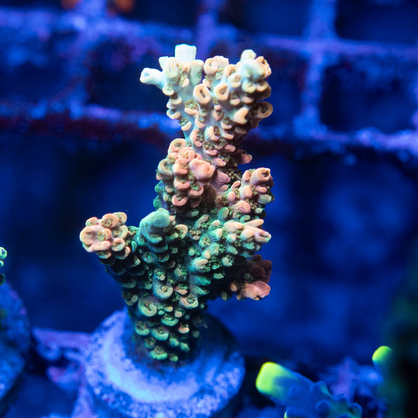 TSA Dan Aykroyd Acropora