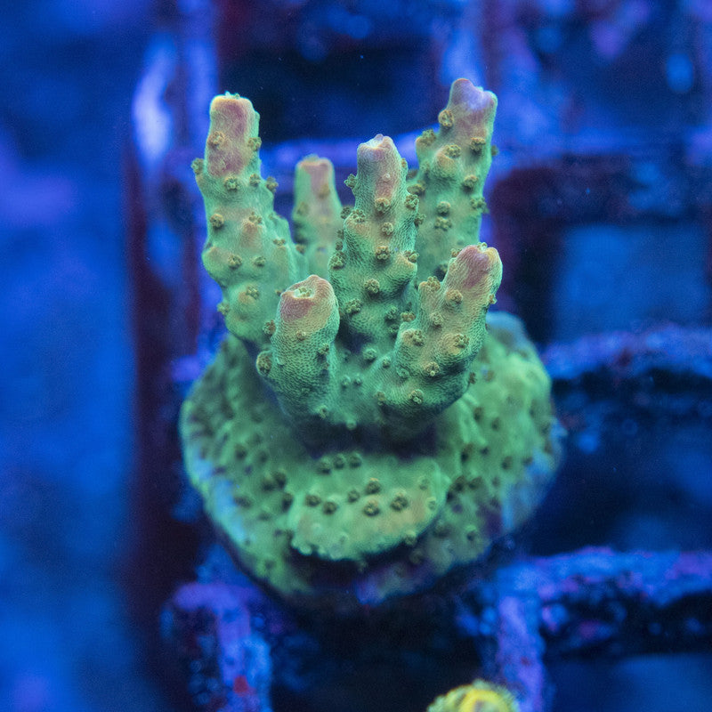 TSA Disco Fever Acropora WYSIWYG live coral for sale at AquaGemCorals