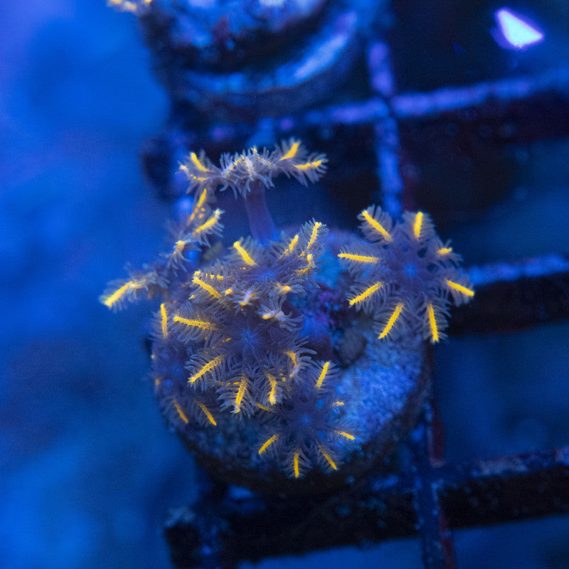 TSA Gold Clovepolyps WYSIWYG live coral for sale at AquaGemCorals