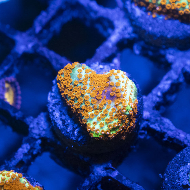 TSA Hot Chilli Pepper Monti