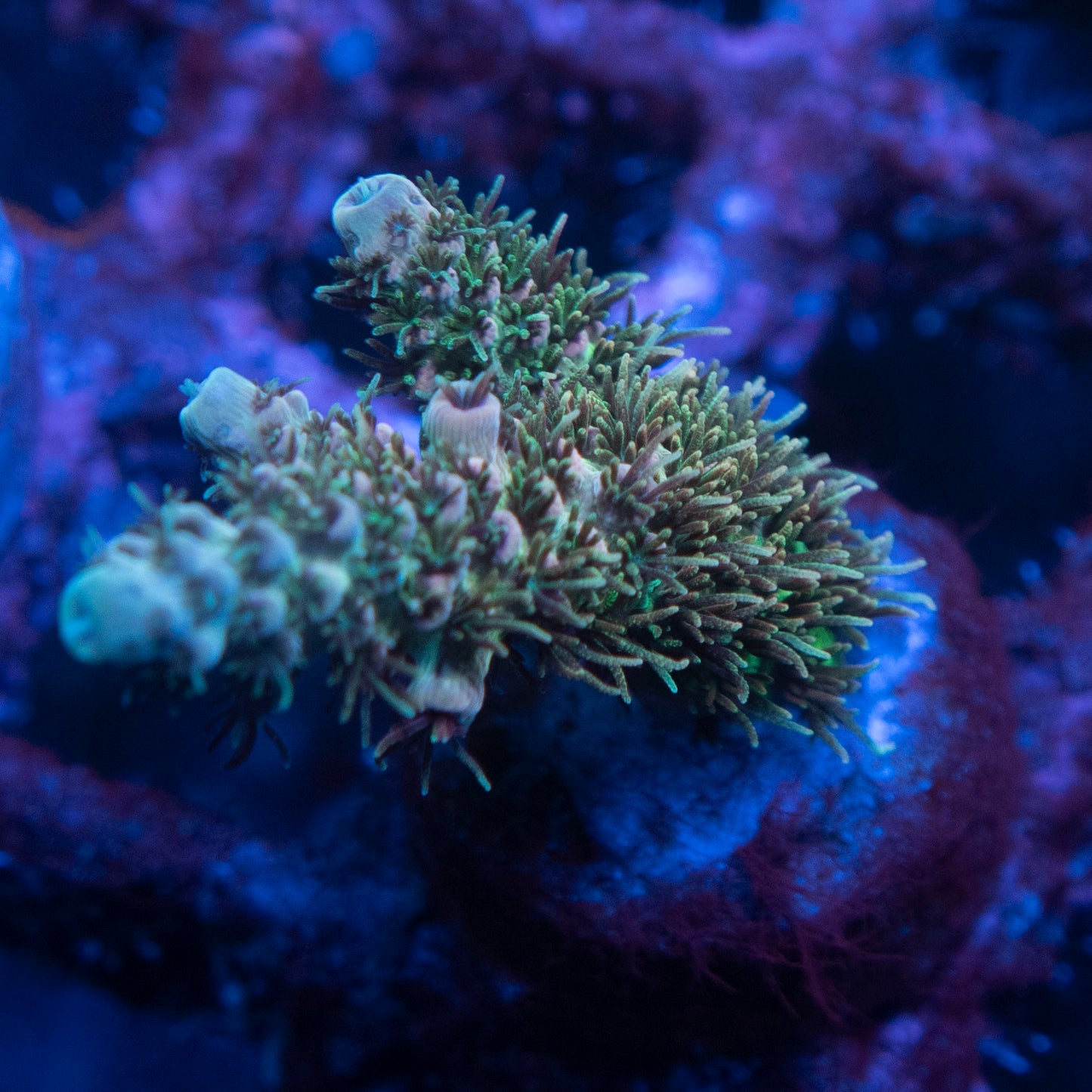 TSA Rose Bloom Acropora
