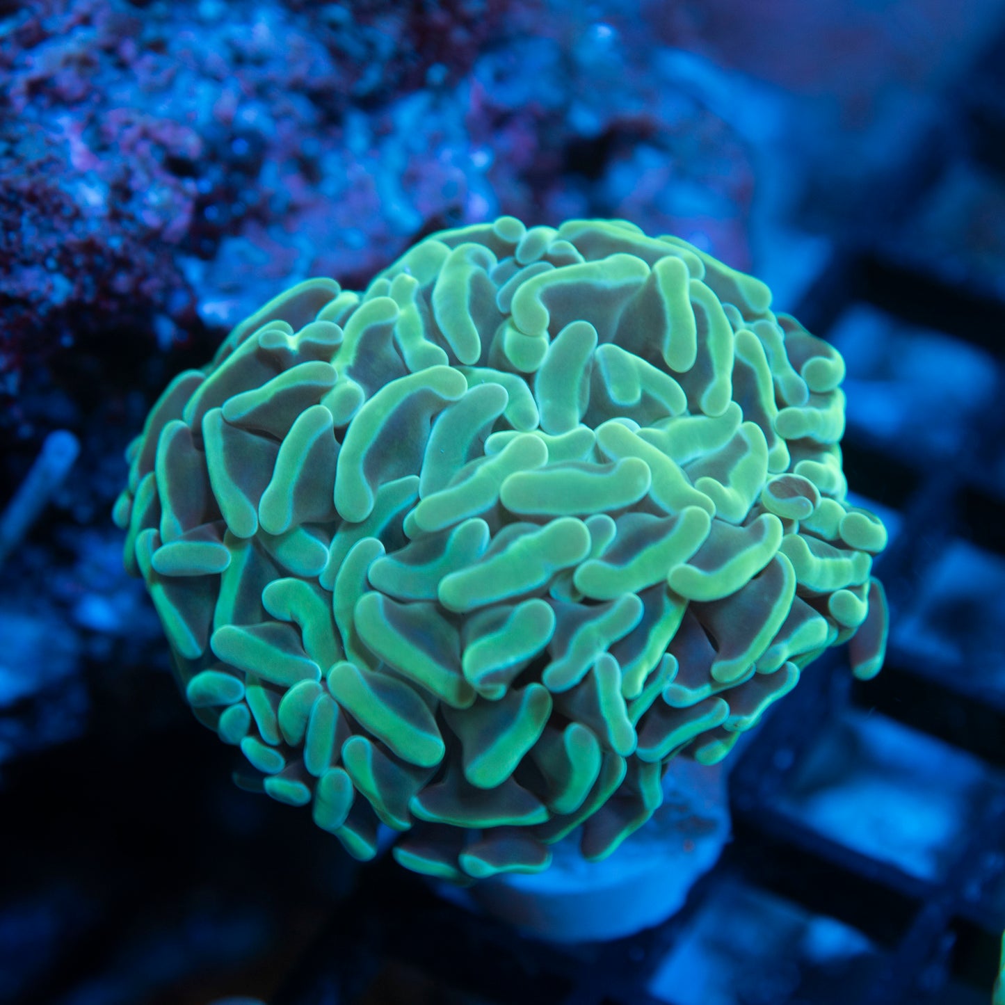 Teal Ausssie Hammer live coral for saltwater reef aquarium