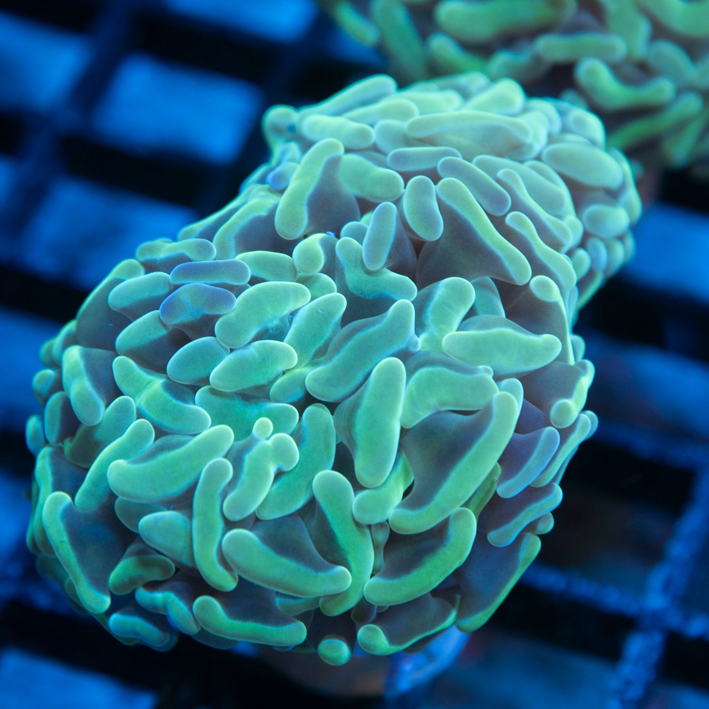 Teal Ausssie Hammer live coral for saltwater reef aquarium