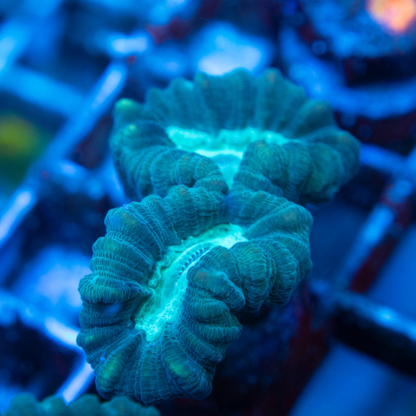 Teal Candy Cane (1) WYSIWYG coral from AquaGemCorals