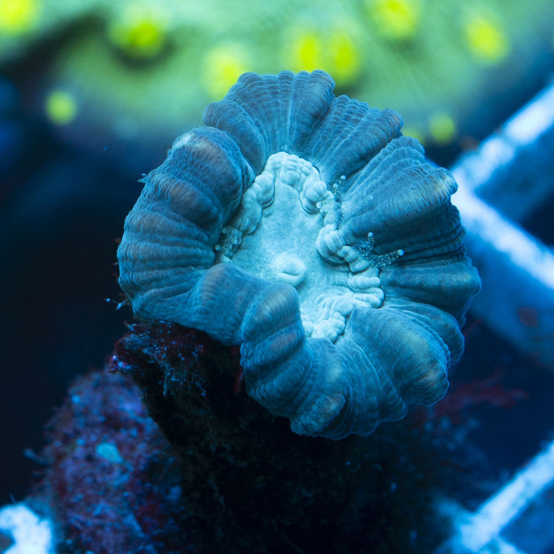 Teal Candy Cane live coral for reef aquarium