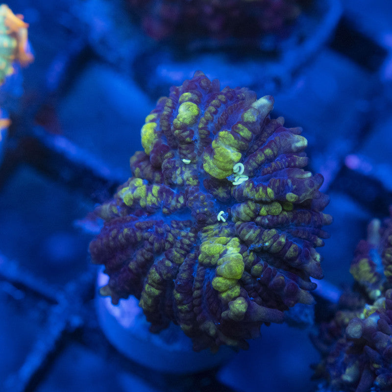 Toxic Bounce Mushroom WYSIWYG live coral for sale at AquaGemCorals