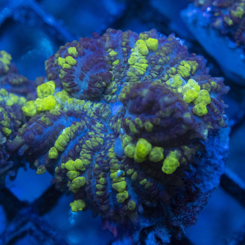 Toxic Bounce Mushroom WYSIWYG live coral for sale at AquaGemCorals