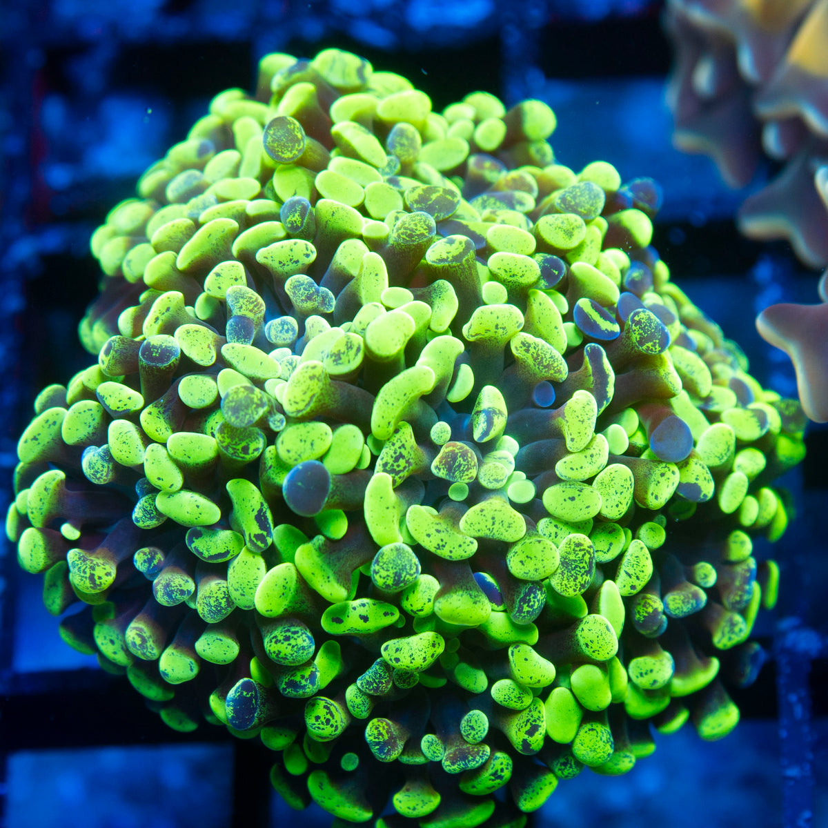 Toxic Splatter Hammer live reef coral - AquaGemCorals