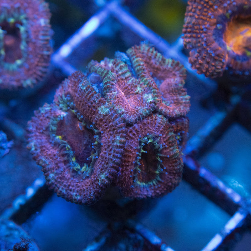 Ultra Acan WYSIWYG live coral for sale at AquaGemCorals