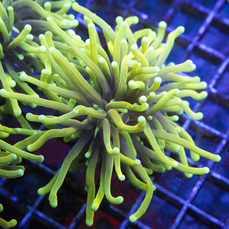 Ultra Hellfire Torch WYSIWYG live coral for sale at AquaGemCorals