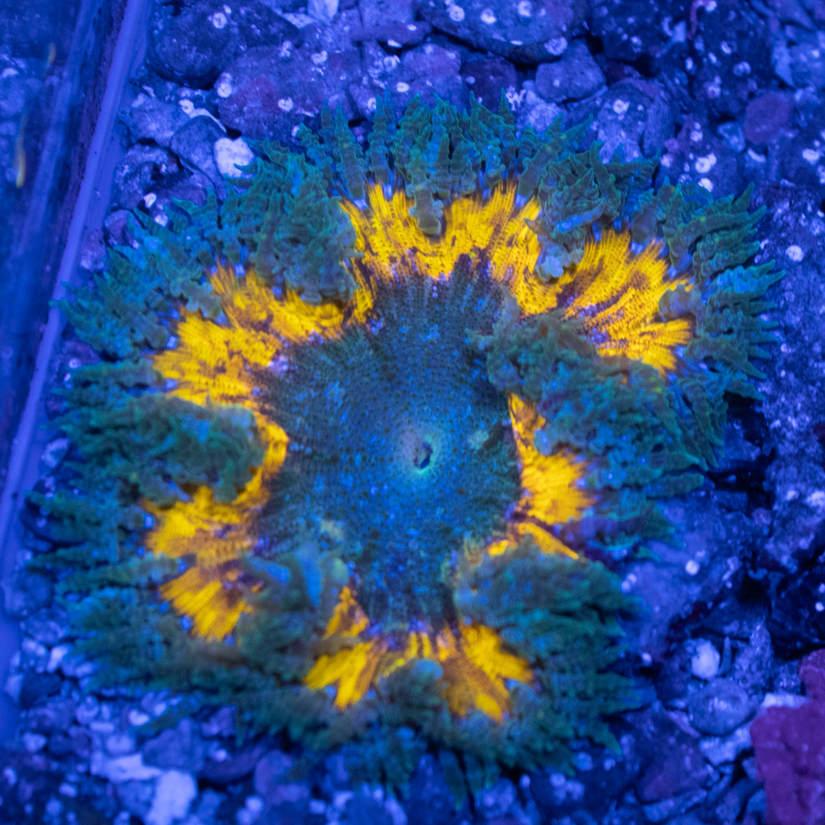 Ultra Rock Flower coral frag from AquaGem Corals