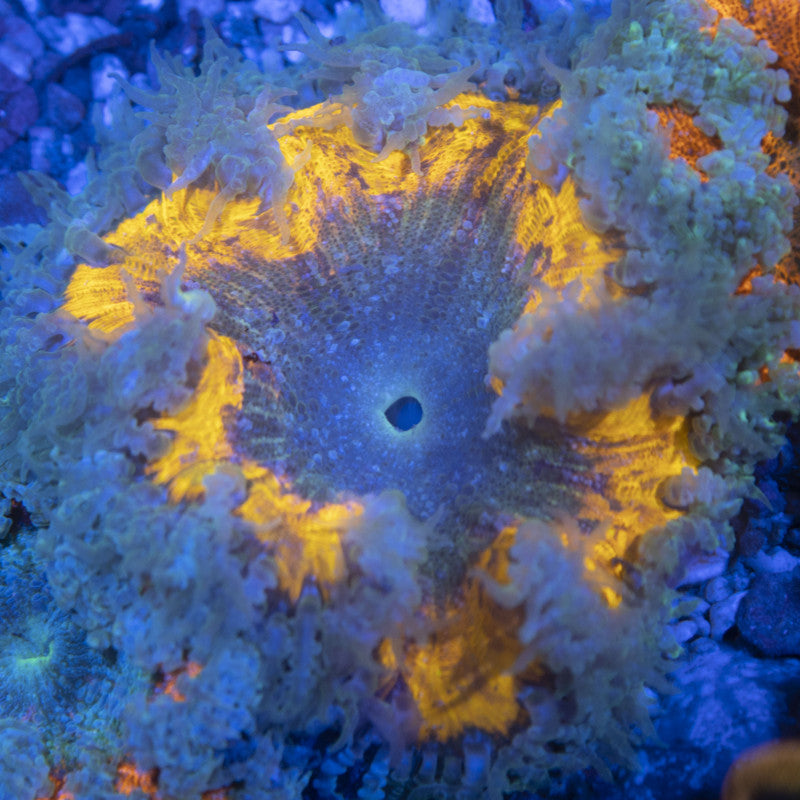 Ultra Rock Flowers (10) Ultra Rock Flower Anemone for saltwater reef aquarium