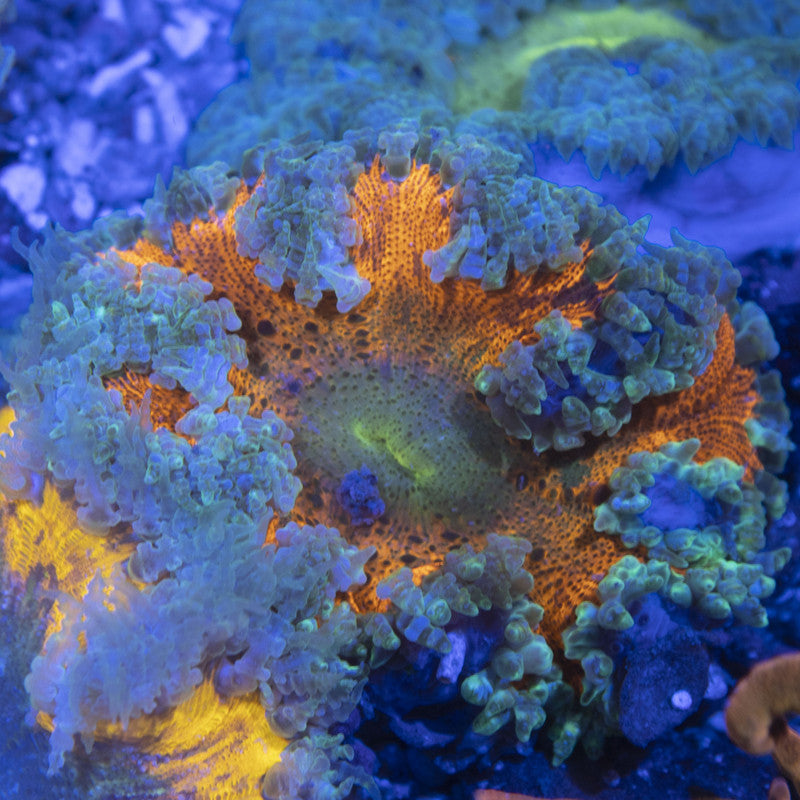 Ultra Rock Flowers (11) Ultra Rock Flower Anemone for saltwater reef aquarium