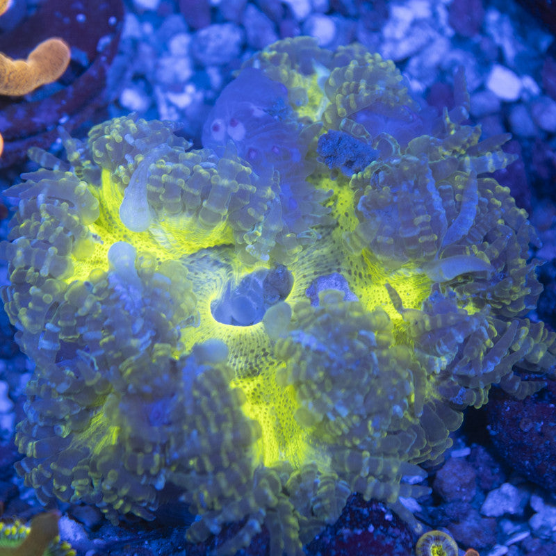 Ultra Rock Flowers (12) Ultra Rock Flower Anemone for saltwater reef aquarium