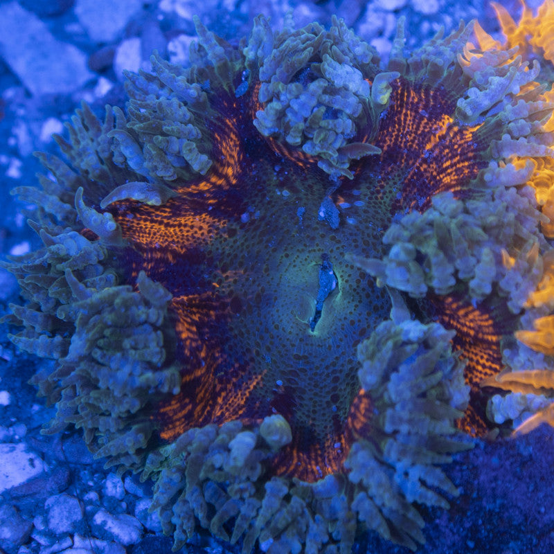 Ultra Rock Flowers (13) Ultra Rock Flower Anemone for saltwater reef aquarium