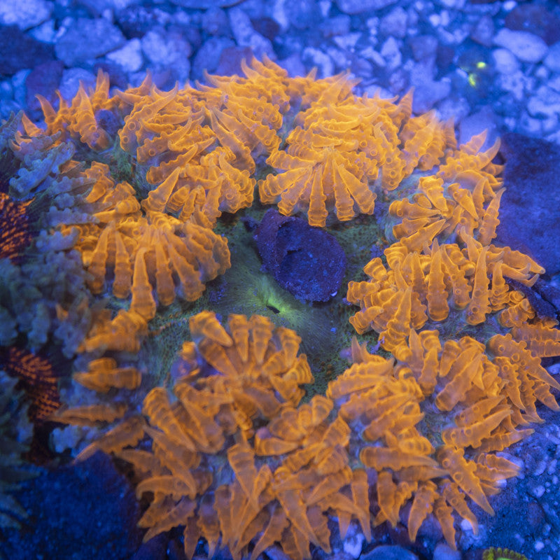 Ultra Rock Flowers (14) Ultra Rock Flower Anemone for saltwater reef aquarium