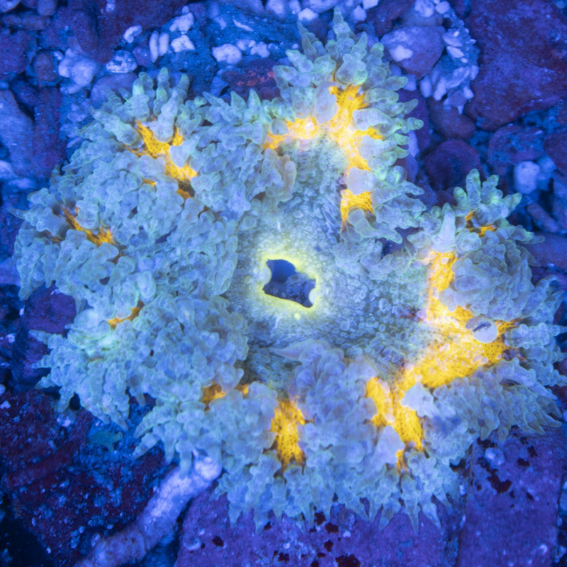 Ultra Rock Flowers (15) Ultra Rock Flower Anemone for saltwater reef aquarium