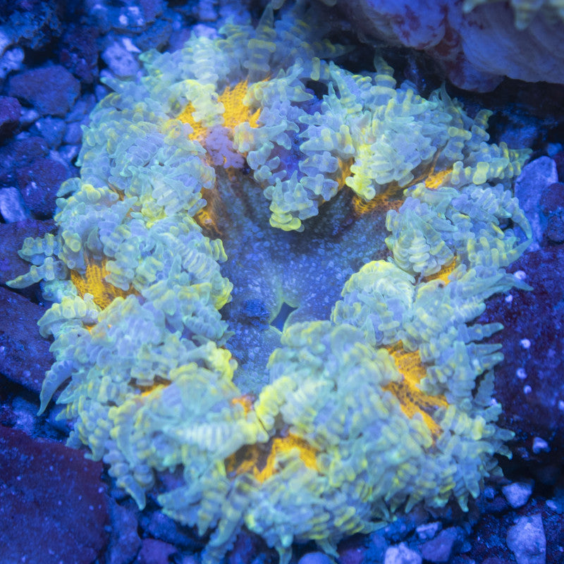 Ultra Rock Flowers (18) Ultra Rock Flower Anemone for saltwater reef aquarium
