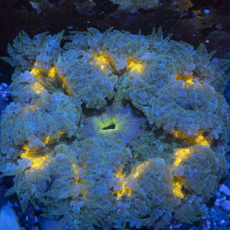 Ultra Rock Flowers (6) Ultra Rock Flower Anemone for saltwater reef aquarium