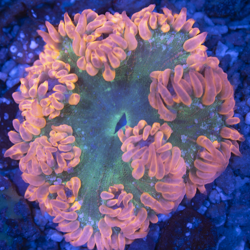 Ultra Rock Flowers (9) Ultra Rock Flower Anemone for saltwater reef aquarium