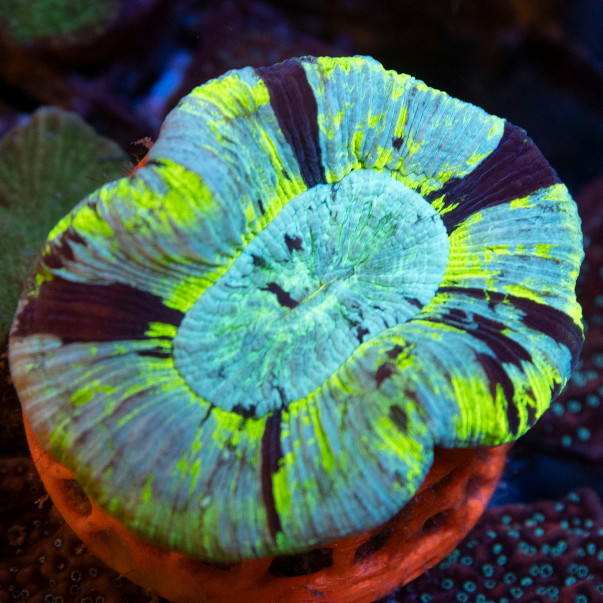 Ultra Trachy coral frag from AquaGem Corals