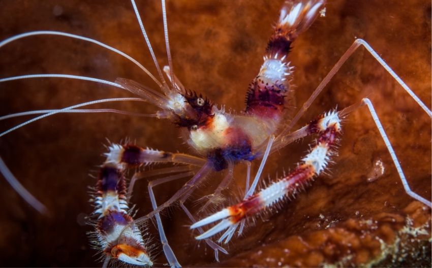 Coral Banded Shrimp