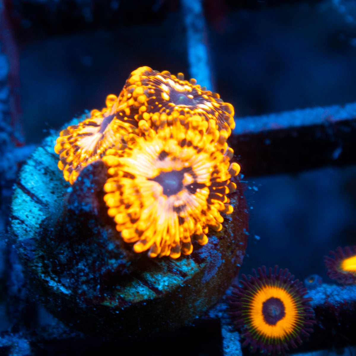 Utter Chaos Zoa live reef coral - AquaGemCorals