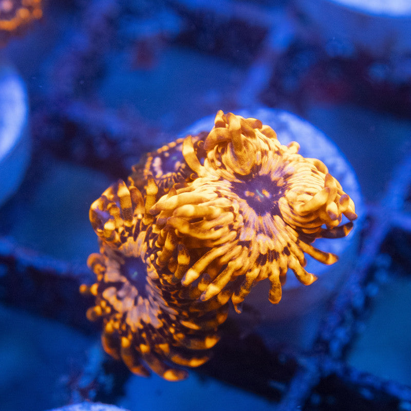 Utter Chaos Zoa WYSIWYG live coral for sale at AquaGemCorals