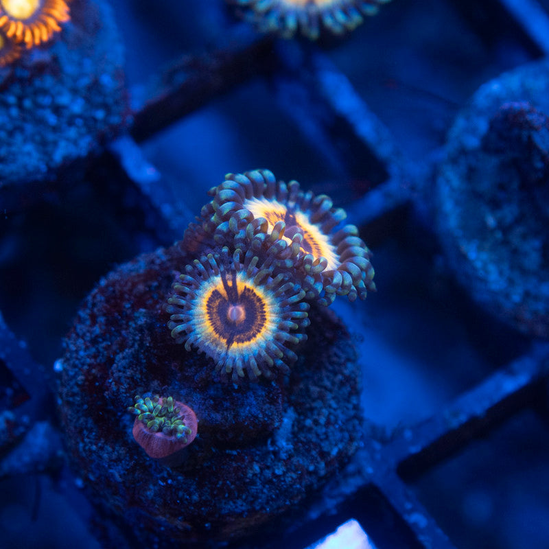 Vampire In Drag Zoanthids
