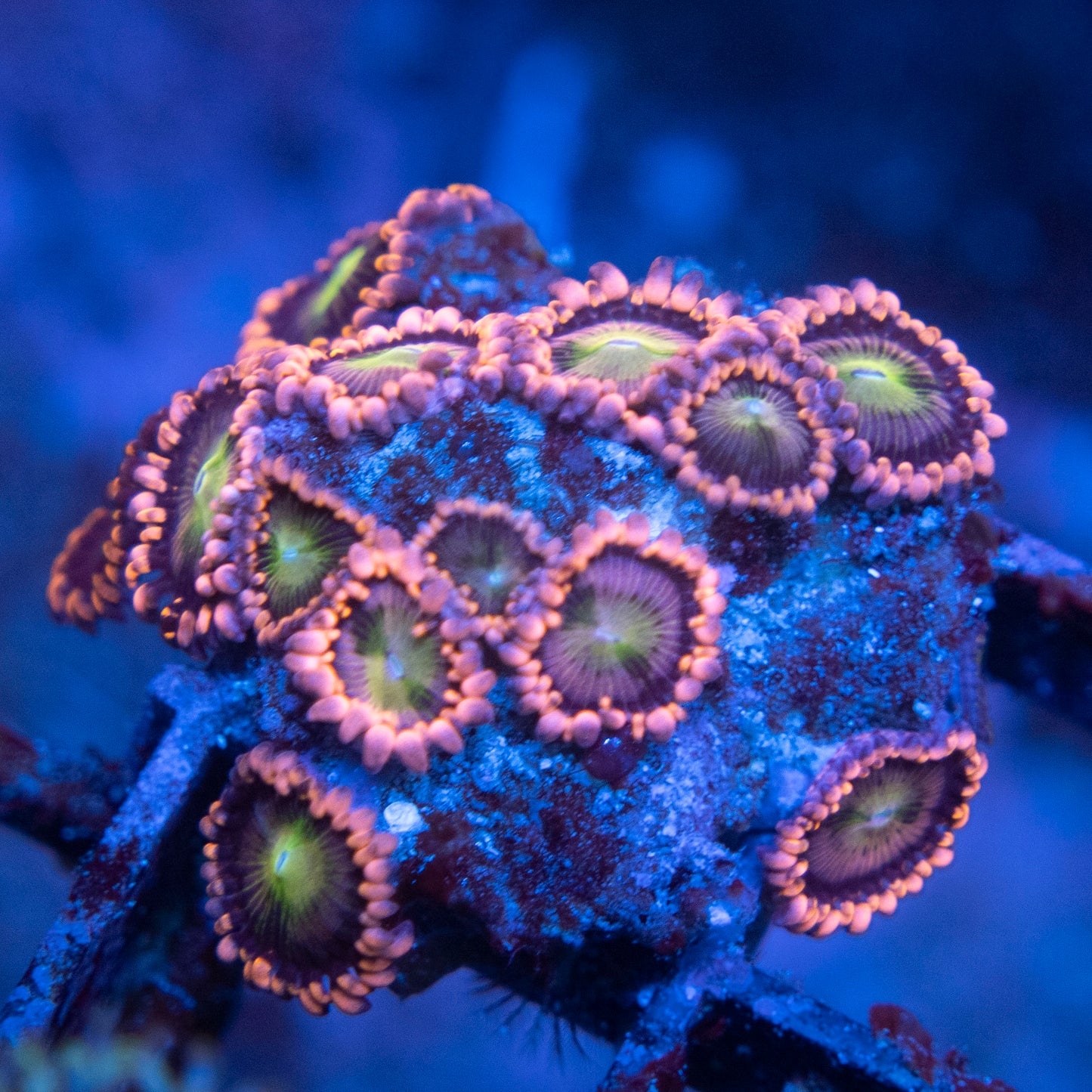 WWC Laffy Taff Zoas WYSIWYG coral from AquaGemCorals