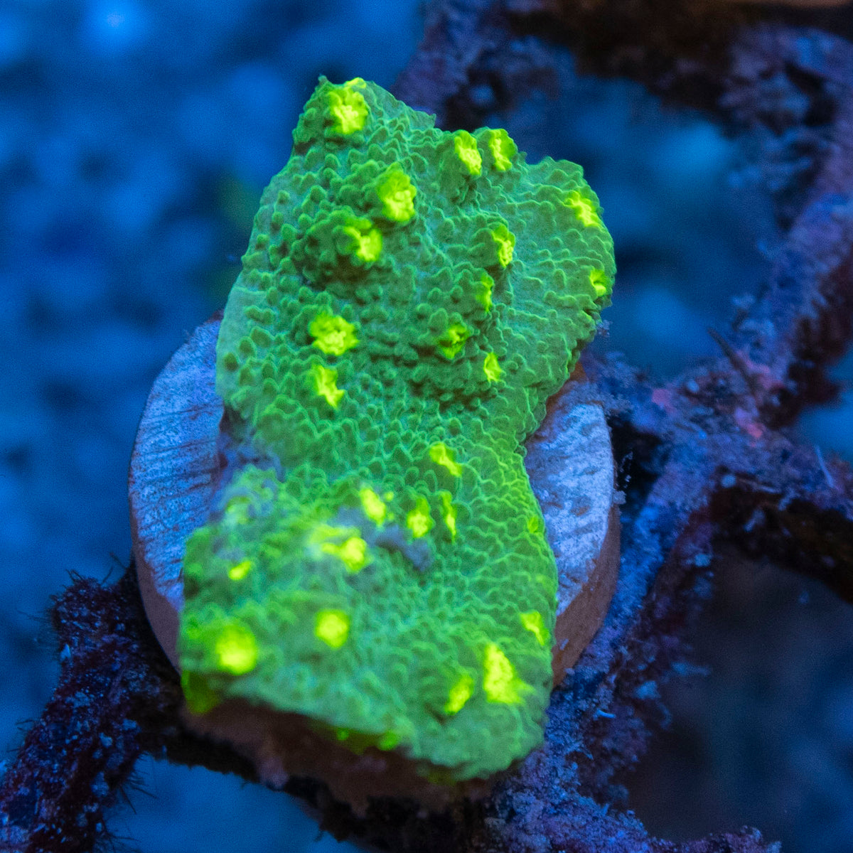 WWC Neon Astreopora coral frag from AquaGem Corals