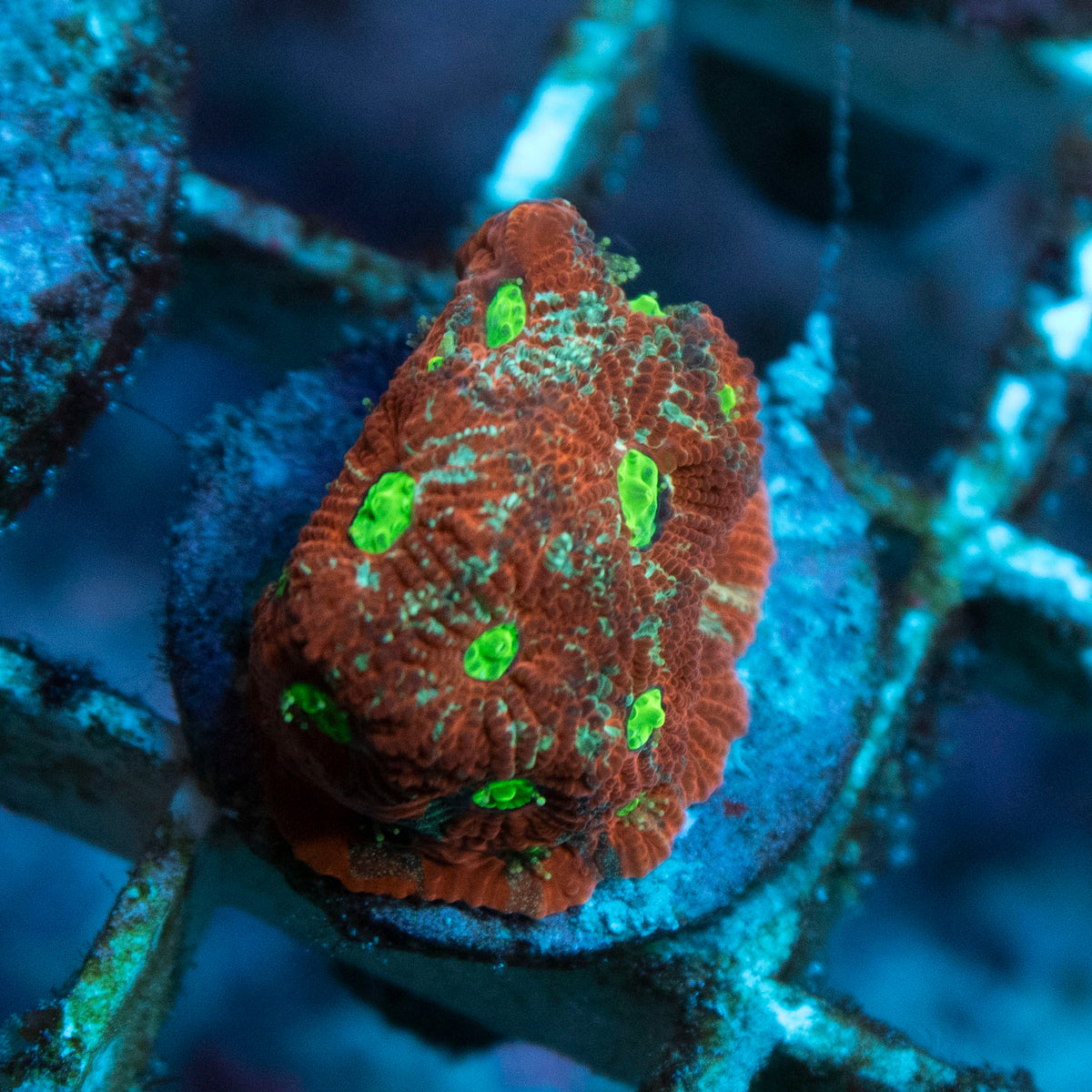 War Favites coral frag from AquaGem Corals
