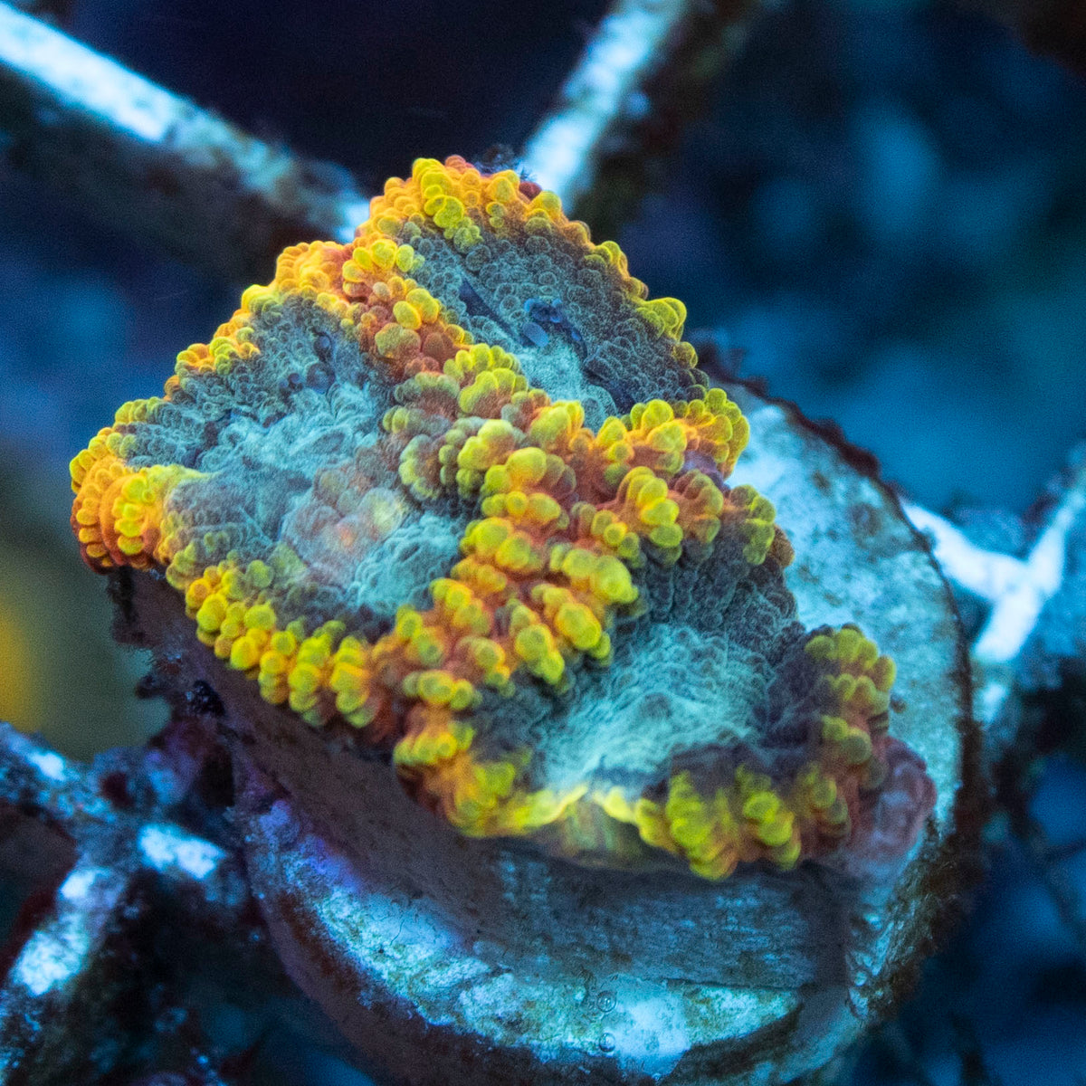 Yellow Submarine Favia coral frag from AquaGem Corals