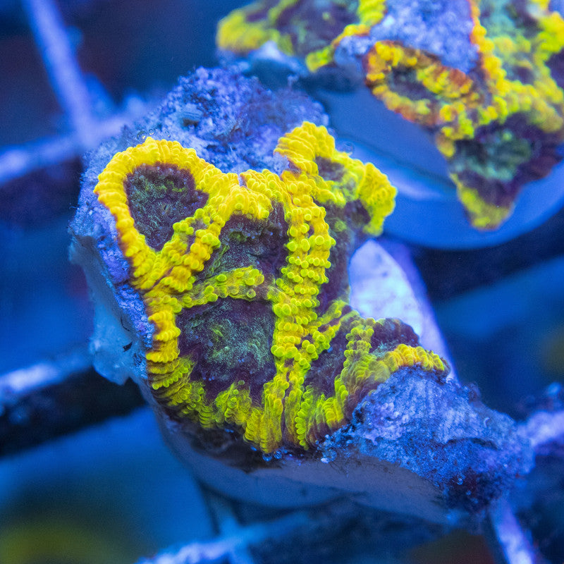 Yellow Submarine Favia WYSIWYG live coral for sale at AquaGemCorals