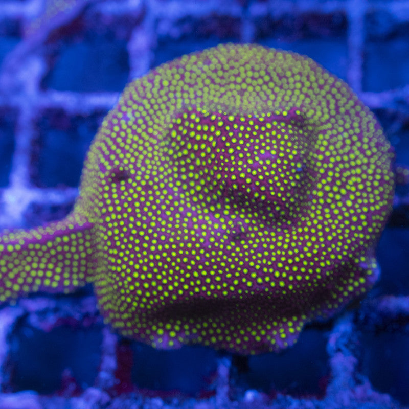 electric daisy stylocoeniella coral WYSIWYG live coral for sale at AquaGemCorals