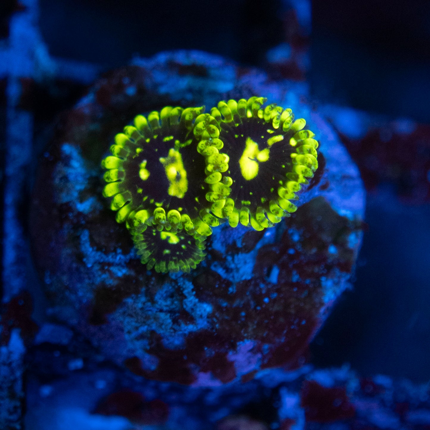 exosphere zoas WYSIWYG coral from AquaGemCorals