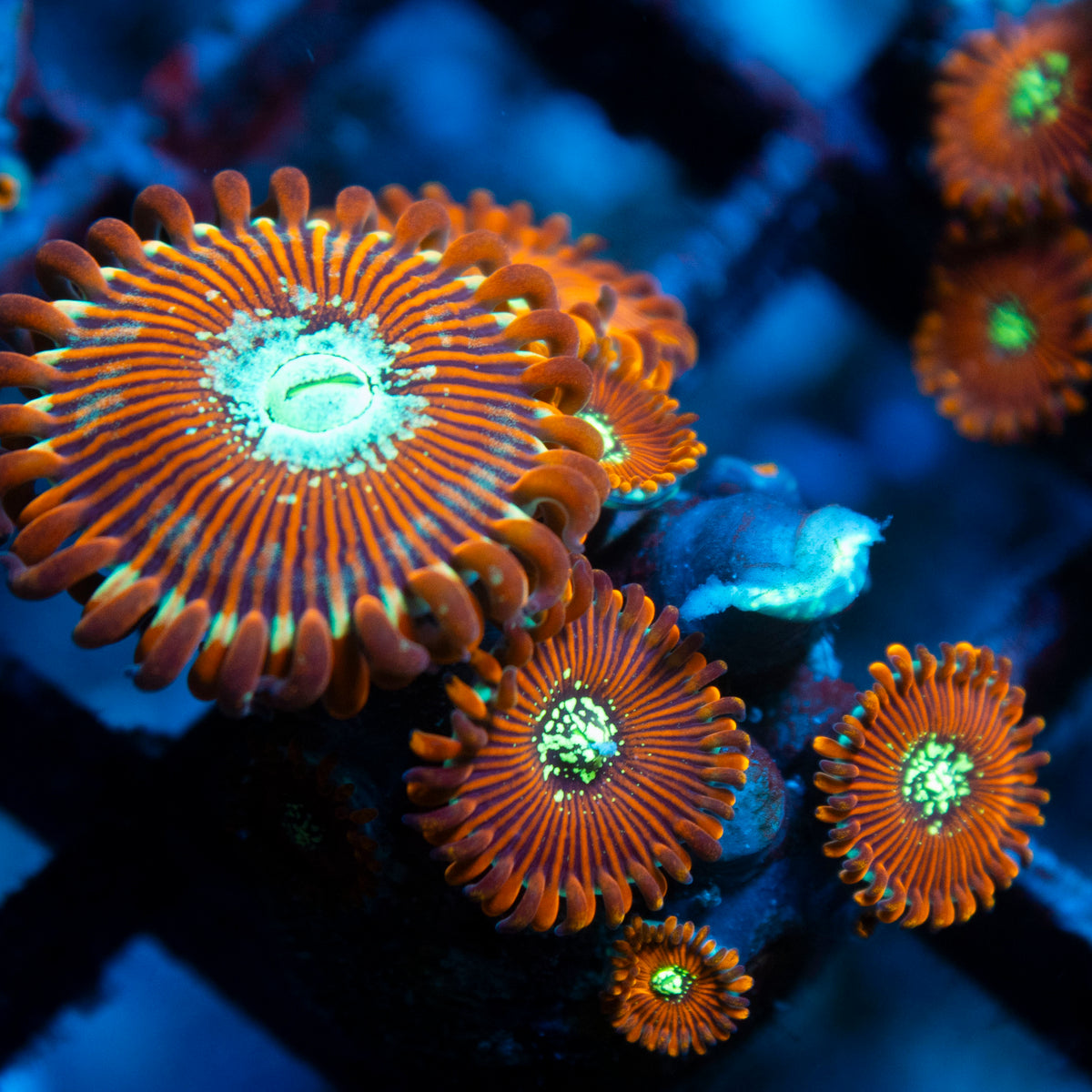 magician zoa live reef coral - AquaGemCorals