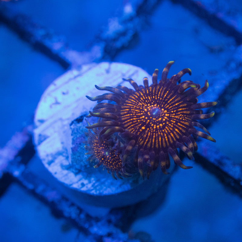 night crawler zoas WYSIWYG live coral for sale at AquaGemCorals
