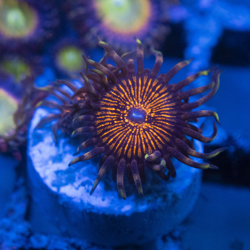 night crawler zoas WYSIWYG live coral for sale at AquaGemCorals