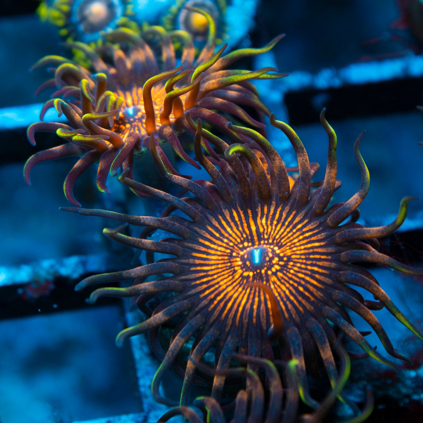 night crawler zoas