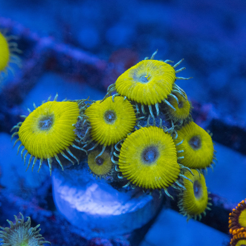 nuclear death palythoa WYSIWYG live coral for sale at AquaGemCorals