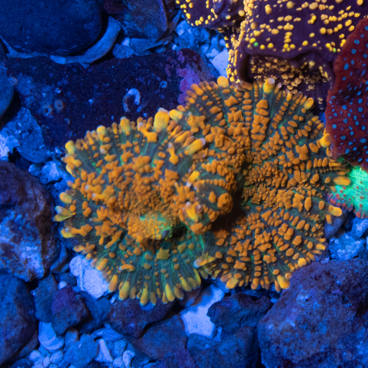 orange rhodactis mushroom coral frag from AquaGem Corals