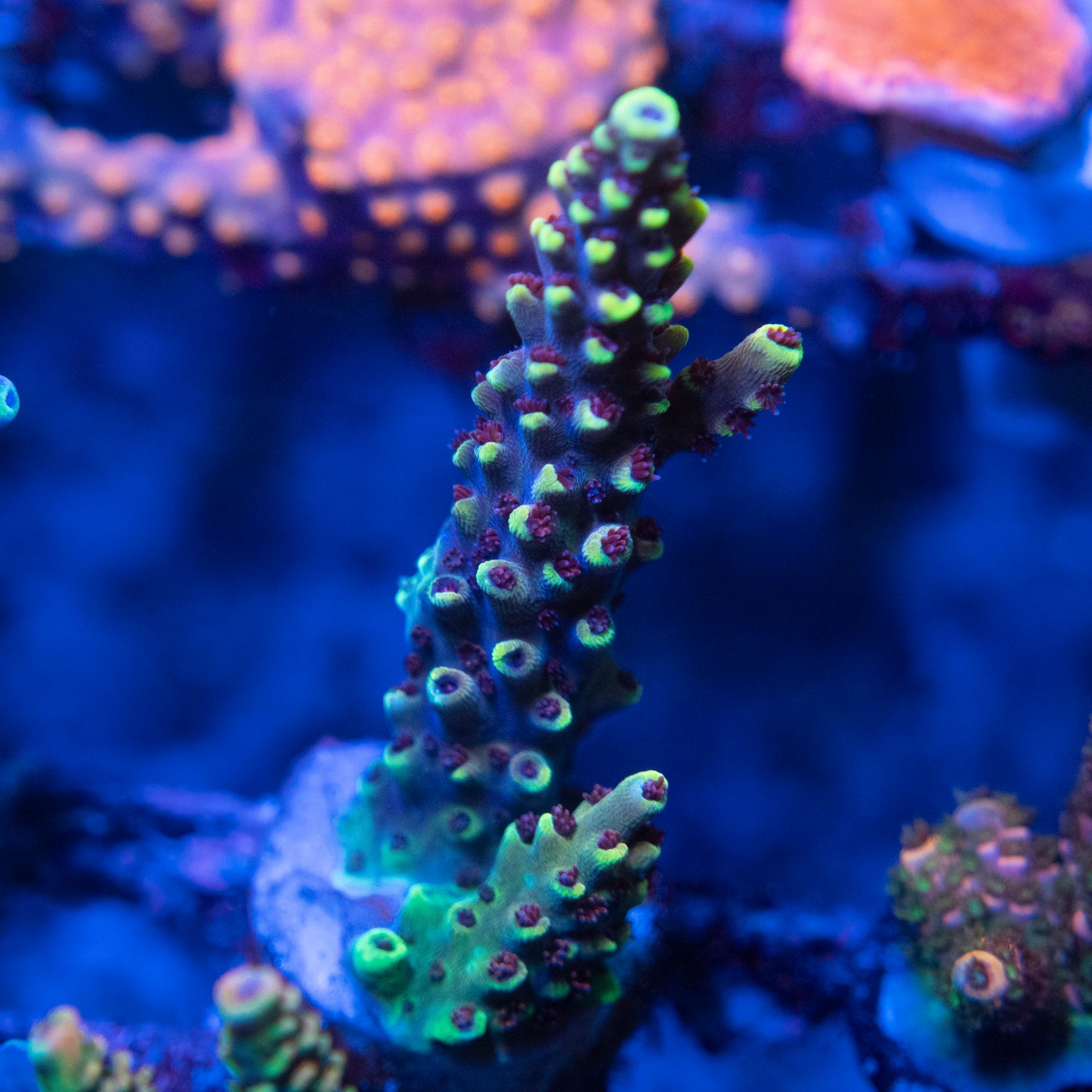 pikachu acropora